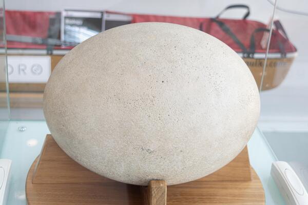 Large Elephant Bird Egg